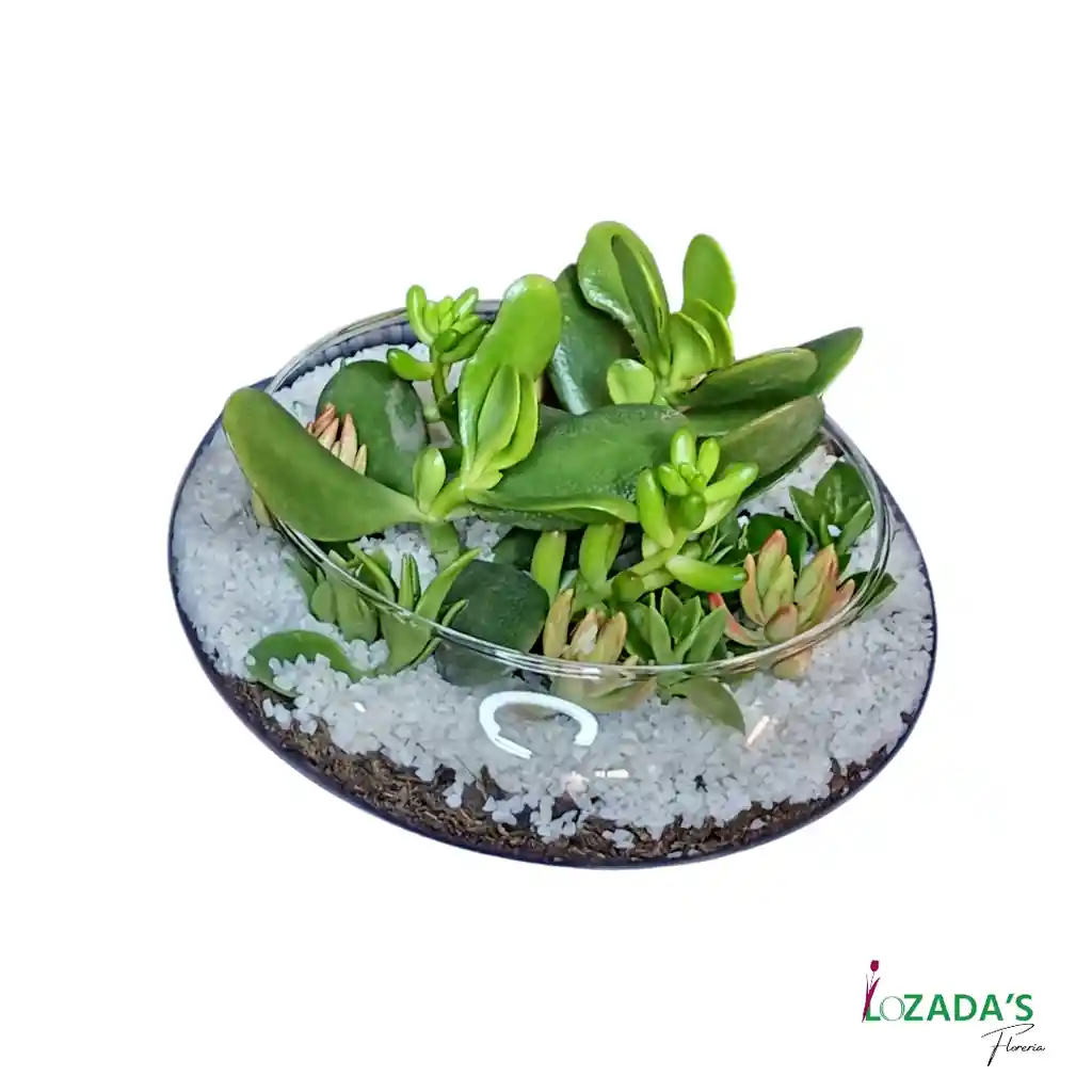 Jardín De Suculentas En Pecera Redonda – Naturaleza En Equilibrio