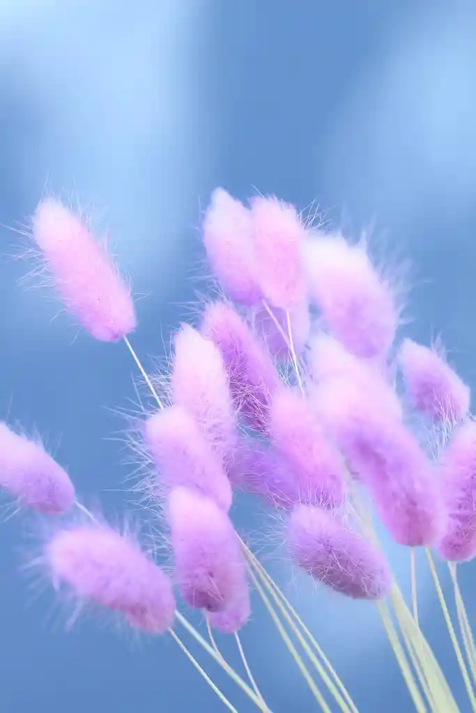 Bunny Tail Lavanda Seco