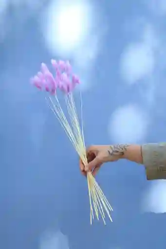 Bunny Tail Lavanda Seco