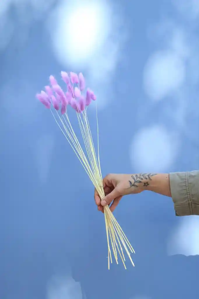 Bunny Tail Lavanda Seco