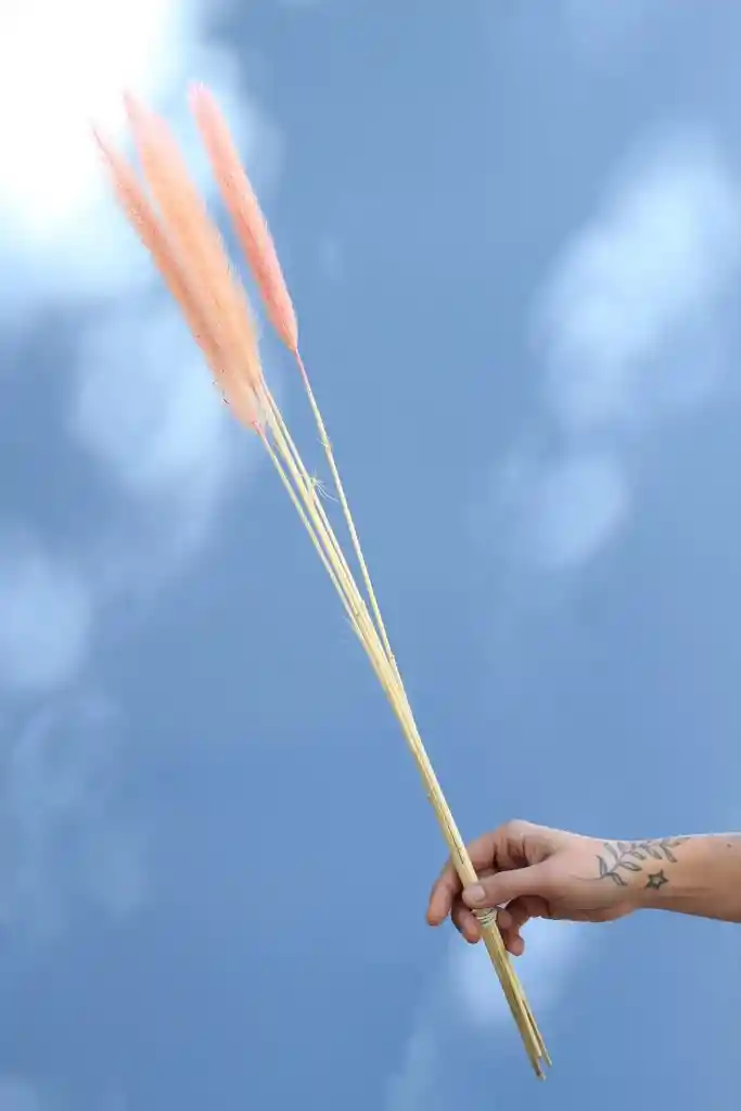 Pennisetum Rosado Pastel Seco