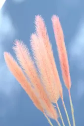 Pennisetum Rosado Pastel Seco