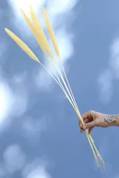 Pennisetum Crema Seco