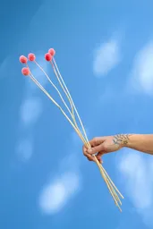 Craspedia Rosada Seca