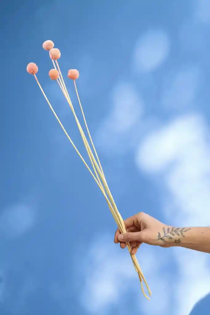 Craspedia Rosada Pastel Seca