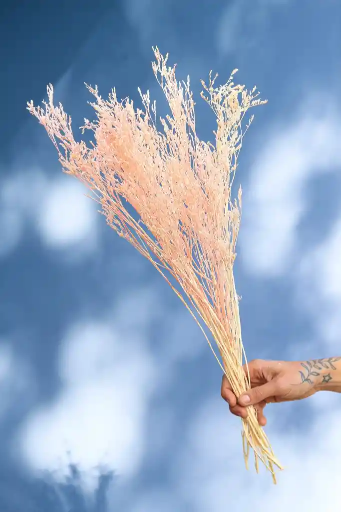 Limonium Rosado Pastel Seco