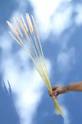 Totora Rosada Pastel Seca