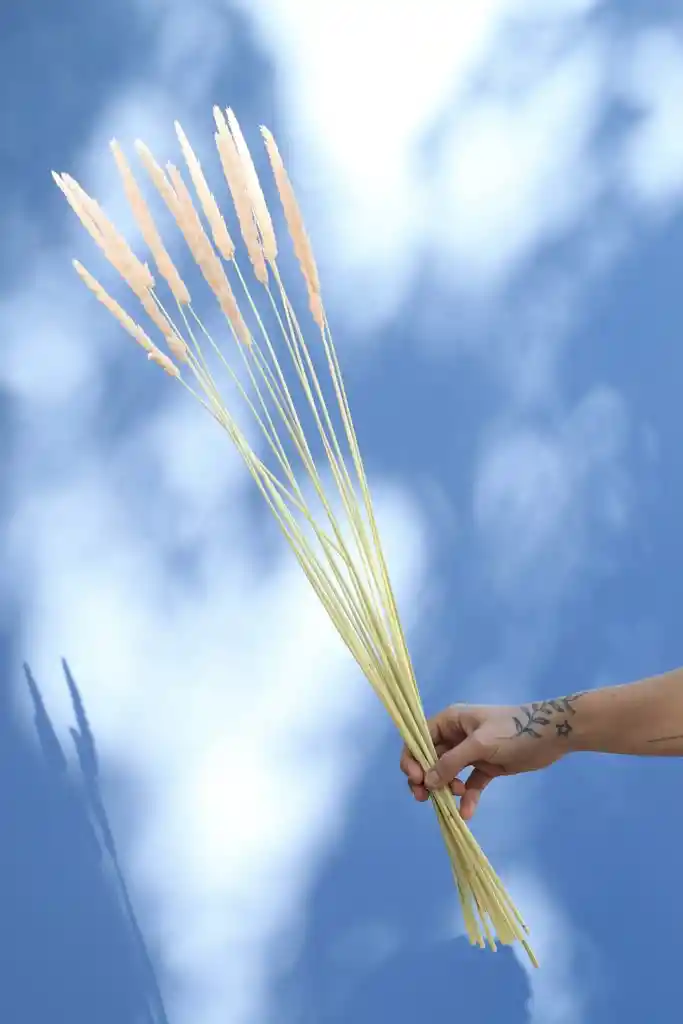 Totora Rosada Pastel Seca