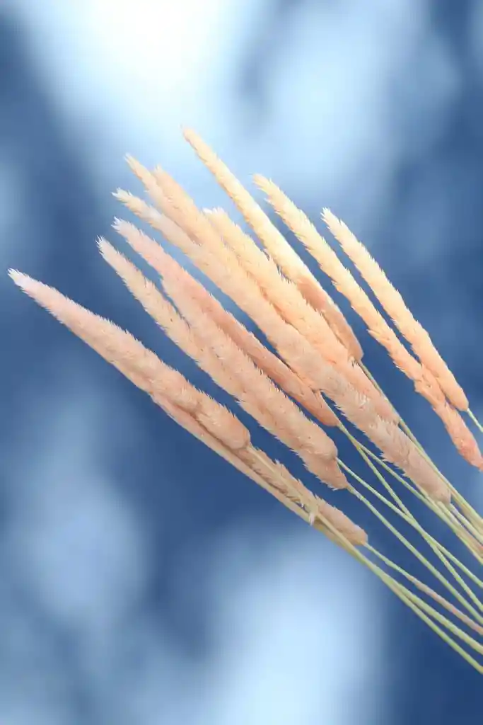 Totora Rosada Pastel Seca