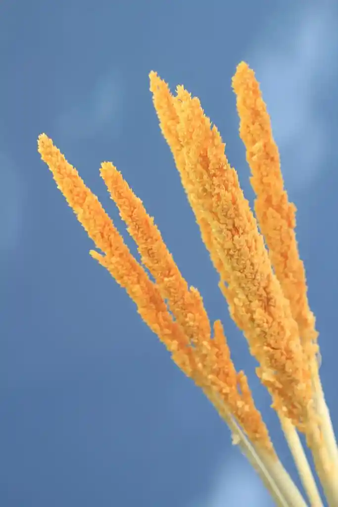 Sorgo Naranjo Pastel Seco