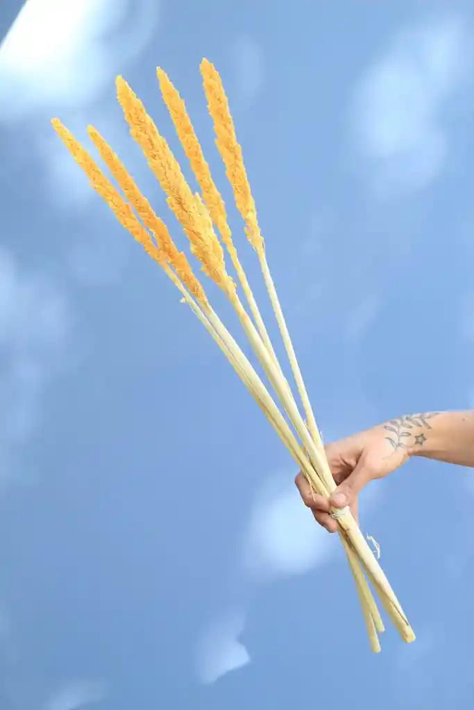 Sorgo Naranjo Pastel Seco