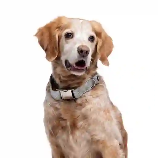 Collar Con Estampado De Hojas Ajustable Para Perros Talla S