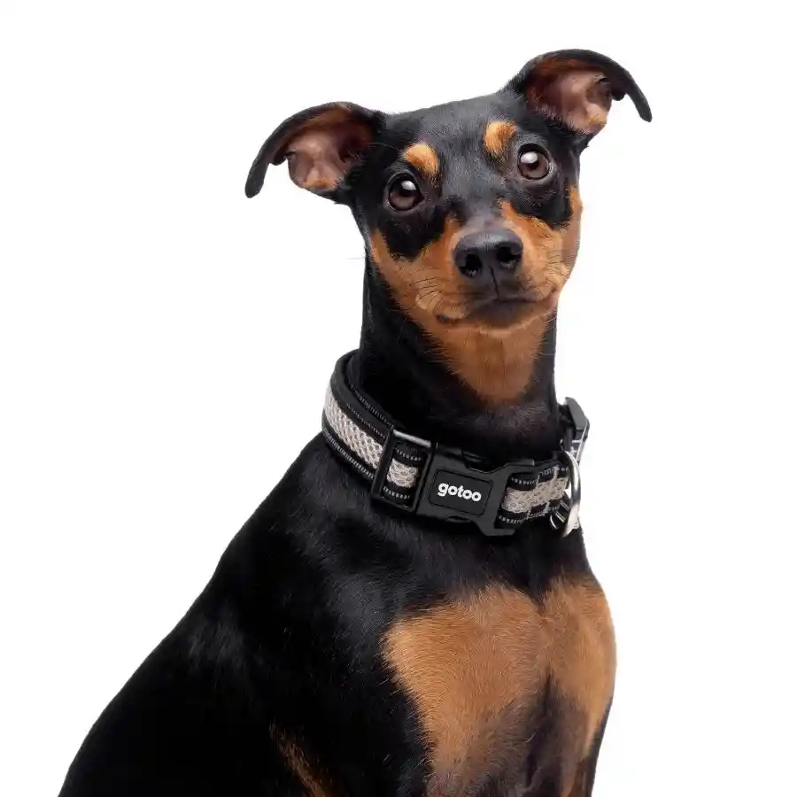 Collar Gris Reflectante De Malla Para Perros Talla S