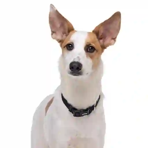 Collar Negro Ajustable Para Perros Talla S