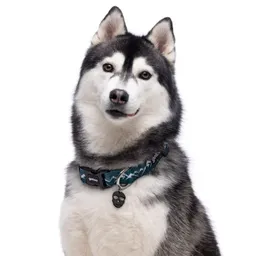 Collar Con Estampado De Montañas Para Perros Talla Xl