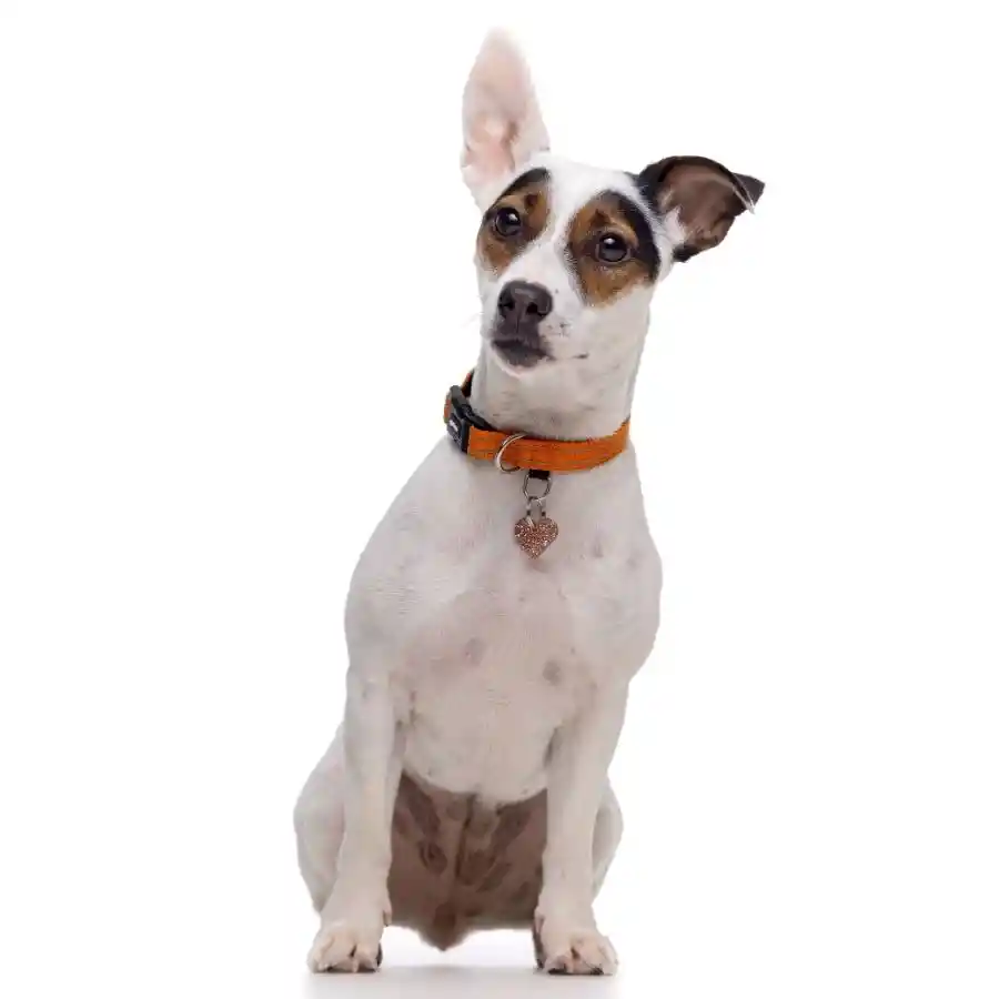 Collar Reflectante Con Acolchado Naranjo Para Perros Talla M