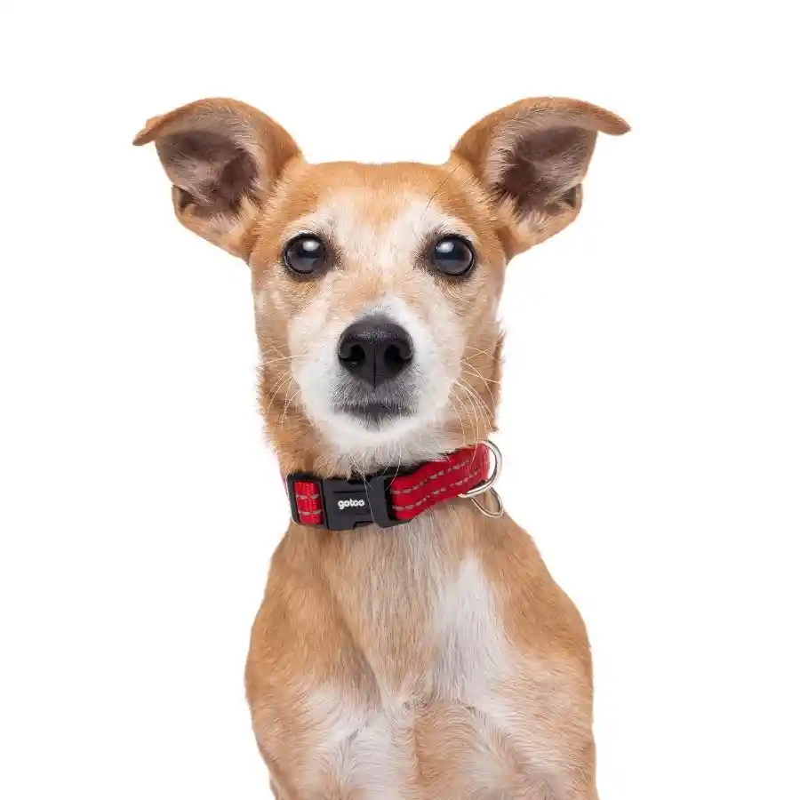 Collar Rojo Reflectante Con Acolchado Ajustable Para Perros Talla M