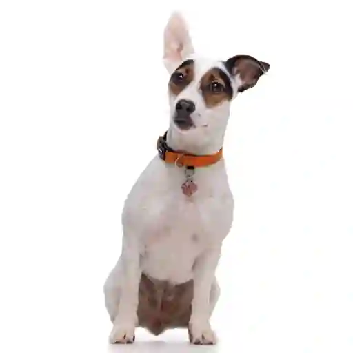 Collar Reflectante Con Acolchado Naranjo Para Perros Talla L