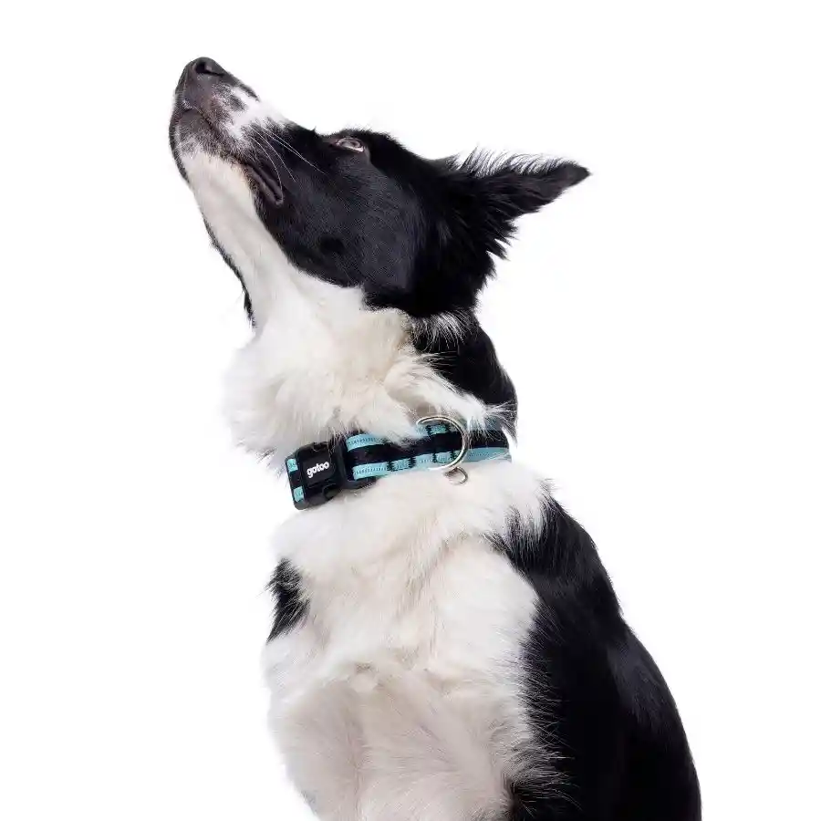 Collar Negro Y Turquesa De Malla Para Perros Talla L