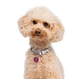 Collar Con Estampado Vichy Para Perros Talla L