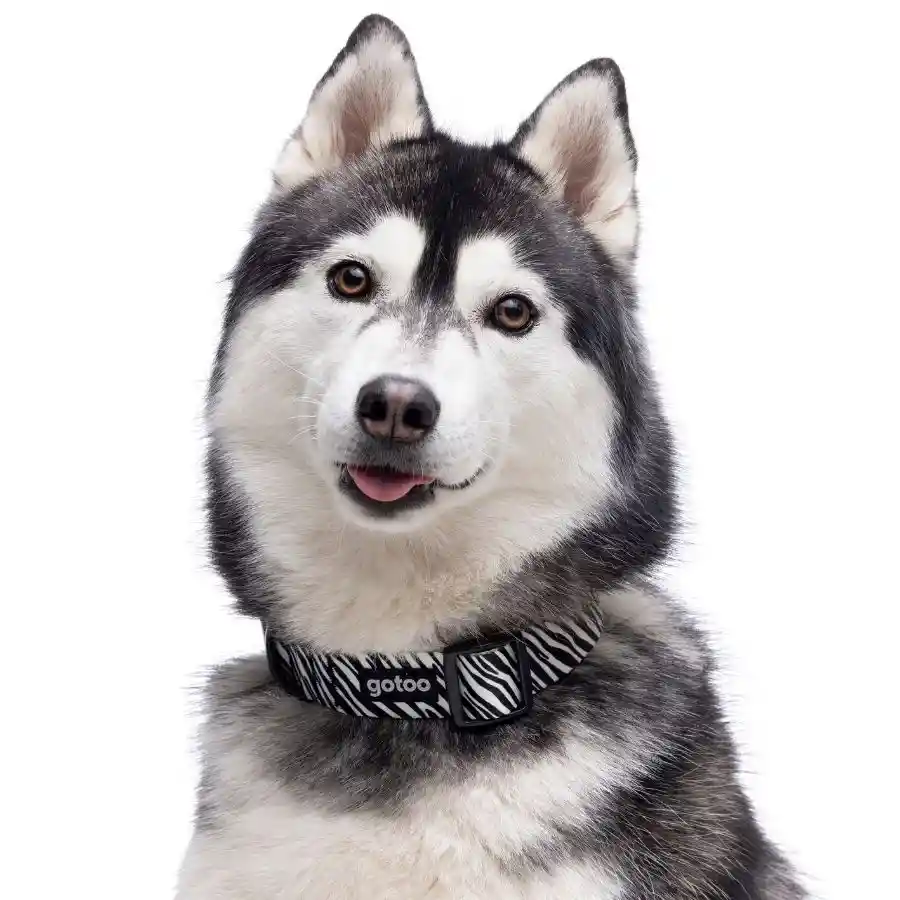 Collar Con Estampado De Cebra Ajustable Para Perros Talla L