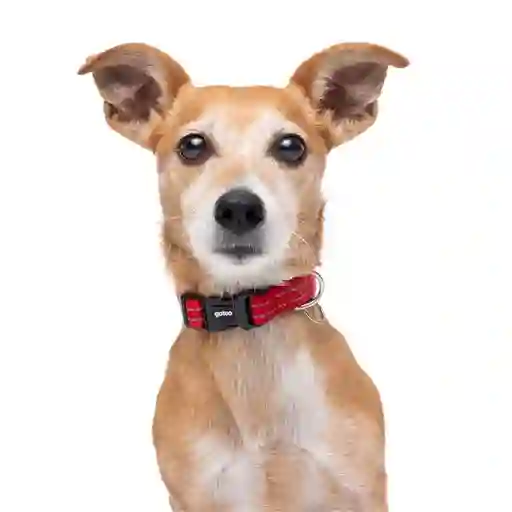 Collar Reflectante Con Acolchado Para Perros Talla Xl Rojo