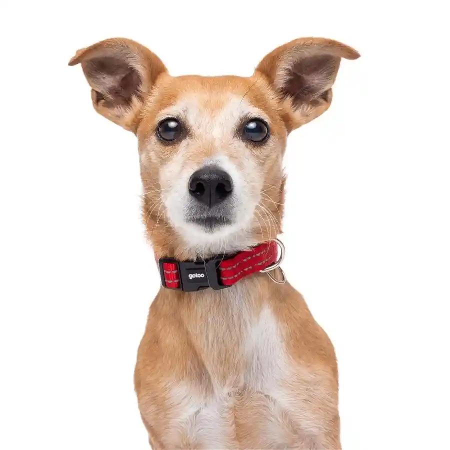 Collar Reflectante Con Acolchado Para Perros Talla Xl Negro