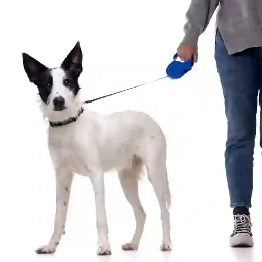 Correa Retractable Talla M 20 Kg Para Perros Azul