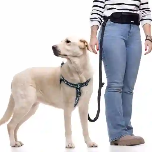 Banano Y Correa Multiuso Negra Para Perros