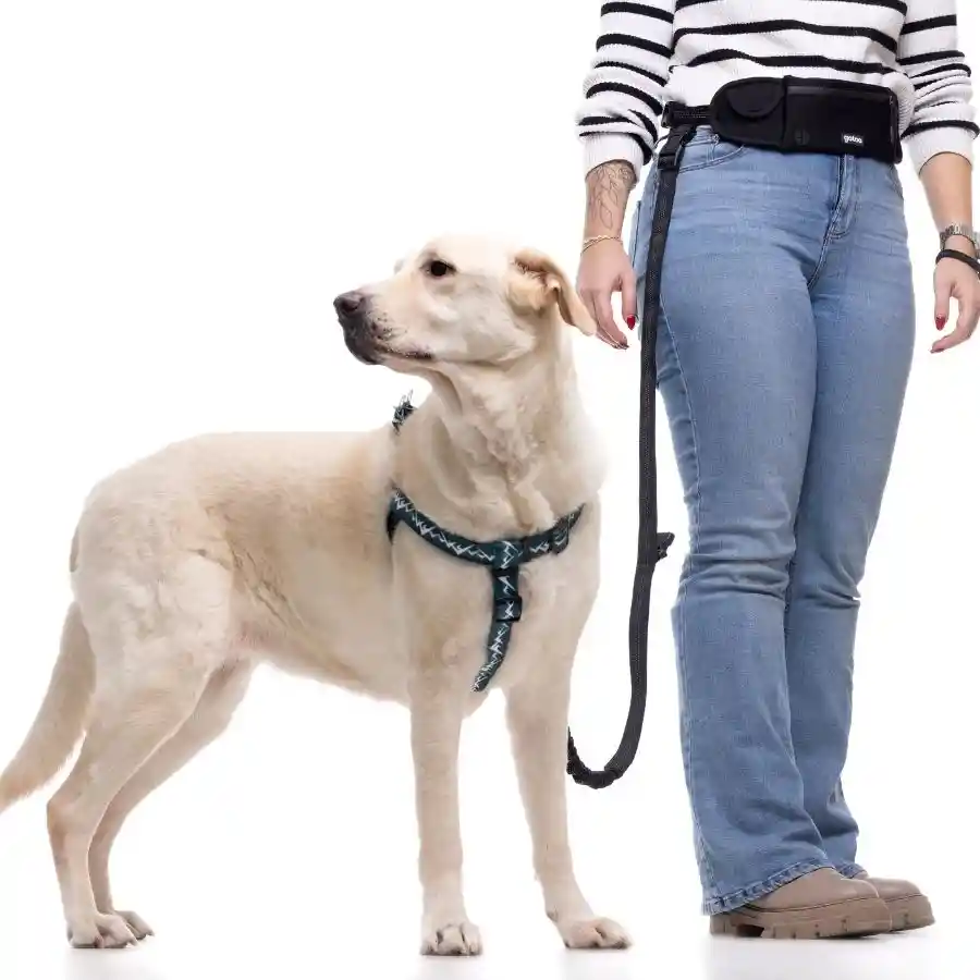 Banano Y Correa Multiuso Negra Para Perros