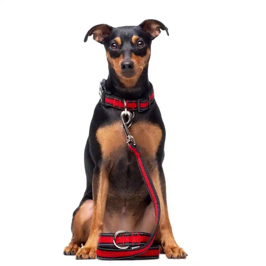 Correa Roja De Malla Transpirable Con Costuras Reflectantes Para Perros