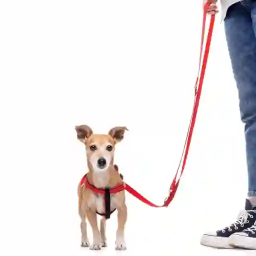 Correa Roja Reflectante Con Asa Acolchada Para Perros