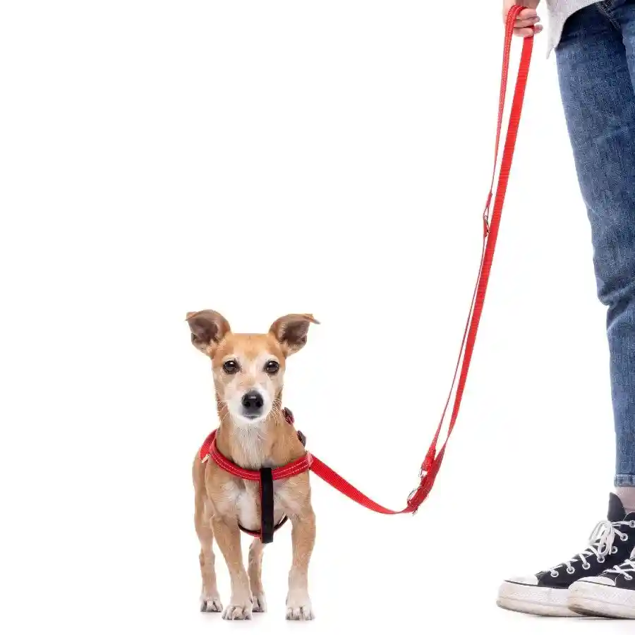 Correa Roja Reflectante Con Asa Acolchada Para Perros