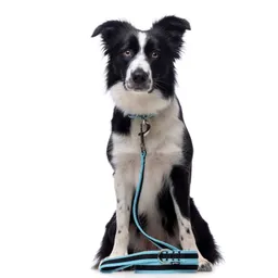 Correa Turquesa De Malla Transpirable Con Costuras Reflectantes Para Perros