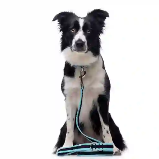 Correa Turquesa De Malla Transpirable Con Costuras Reflectantes Para Perros