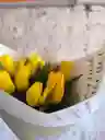 10 Tulipanes