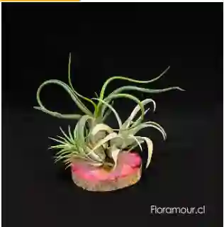 Isla De Tillandsias Plantas Aéreas