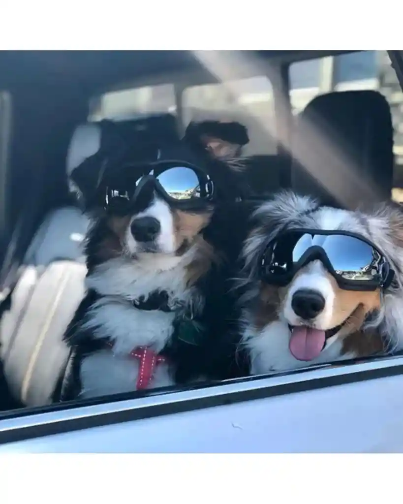 Mondo Mascotas - Gafas Para Mascotas Talla L (15327)