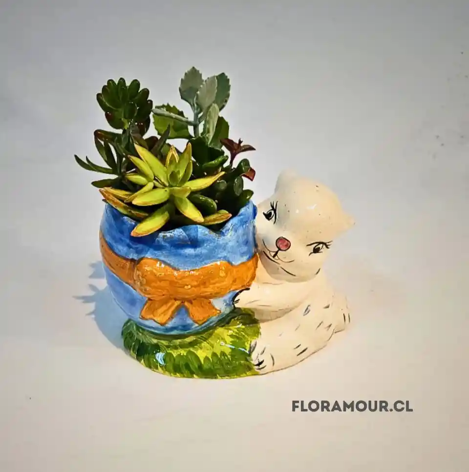 Conejo Con Suculentas