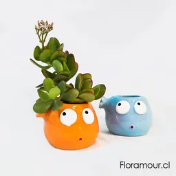 Macetero Matecito Con Jade