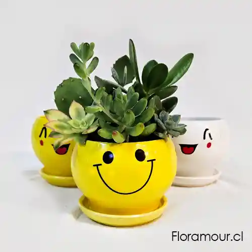 Macetero Sonrisa Con Suculentas