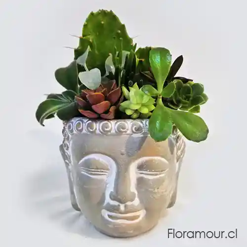 Maceta Buda Feng Shui Con Plantas Suculentas