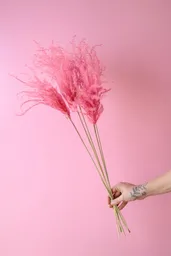 Miscanthus Rosado Seco