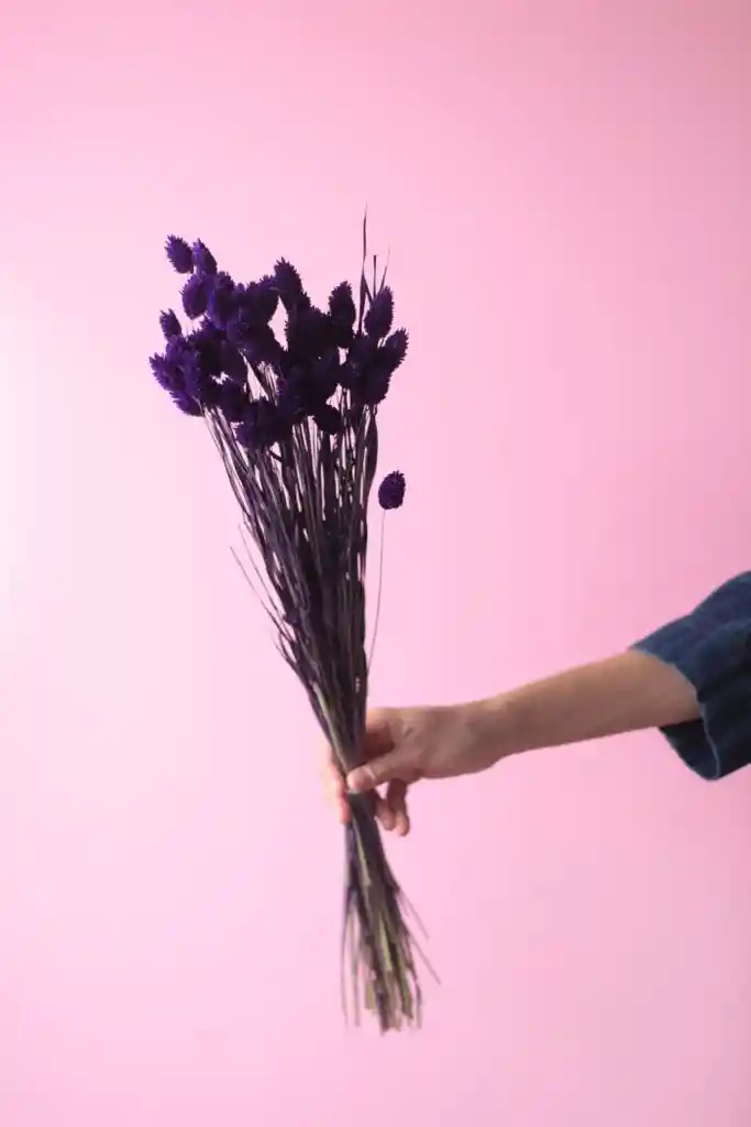 Phalaris Morado Seco