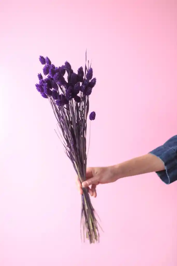 Phalaris Morado Seco