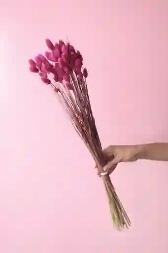 Phalaris Fucsia Seco