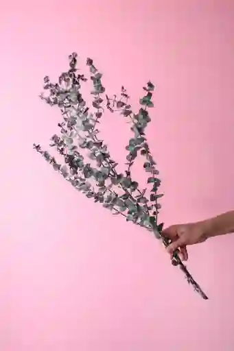 Eucalipto Baby Verde