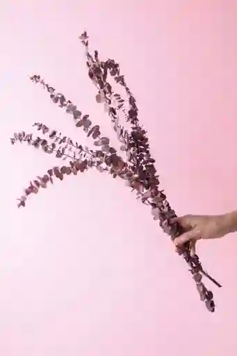 Eucalipto Baby Burdeo Seco