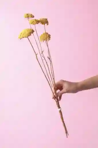 Achilea Amarilla Seca