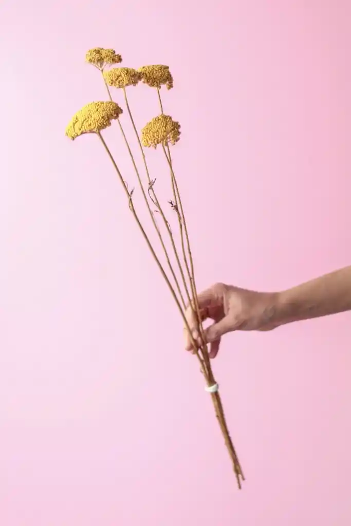 Achilea Amarilla Seca